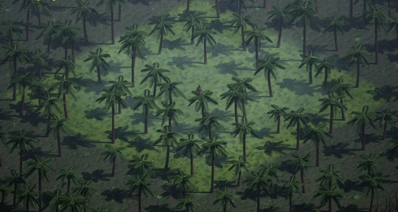 Palm jungle seen from above