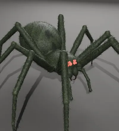 Spider